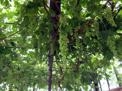 DSCF6648.JPG