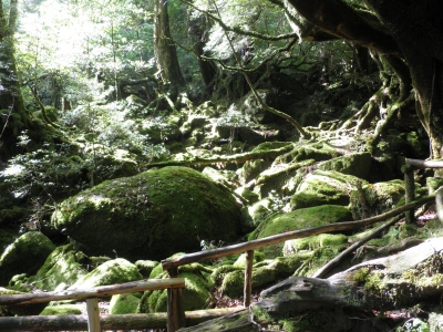 もののけの森