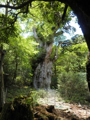 縄文杉