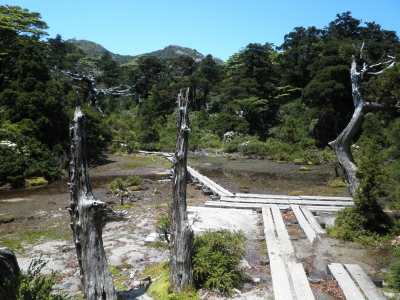 小花之江河