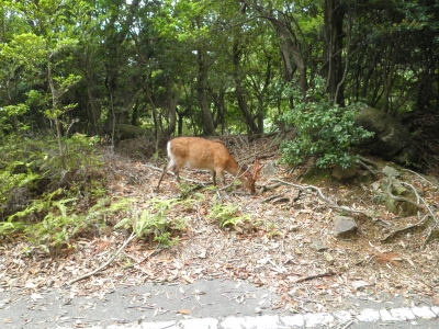 屋久シカ