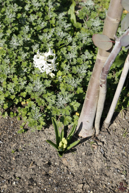 もらったミモザと植えっぱなしヒヤシンス 雑貨と暮らす