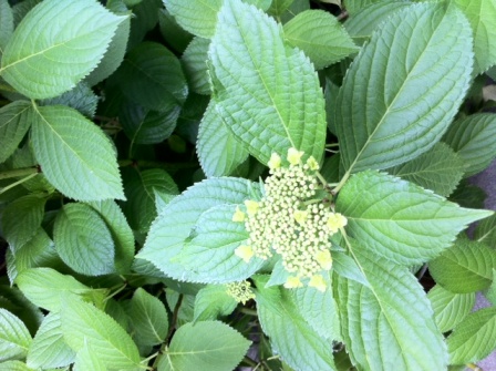 紫陽花