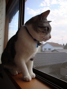 猫2