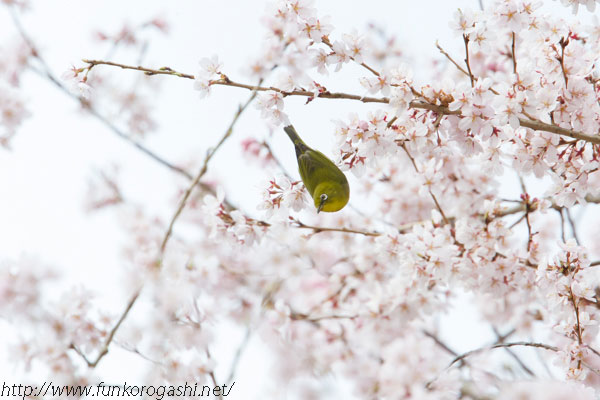 江戸彼岸桜とメジロ