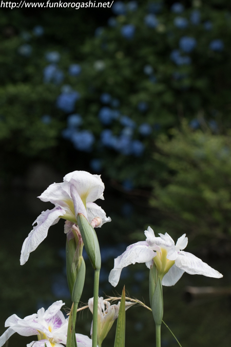 花菖蒲