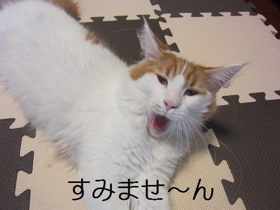めいちゃん