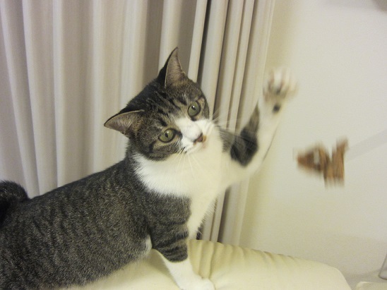 ちょこりん