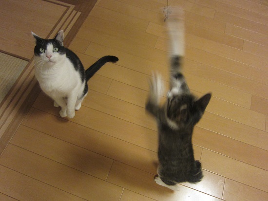 まぁたん&ちょこりん