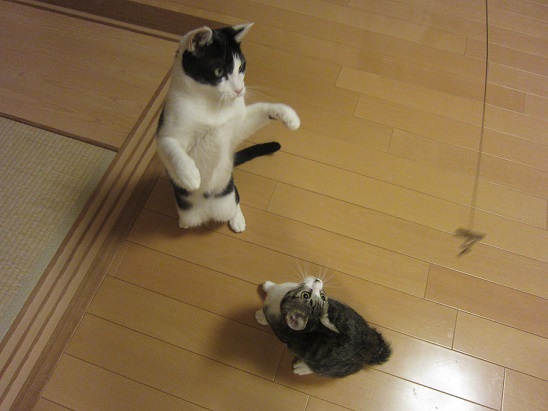 まぁたん&ちょこりん