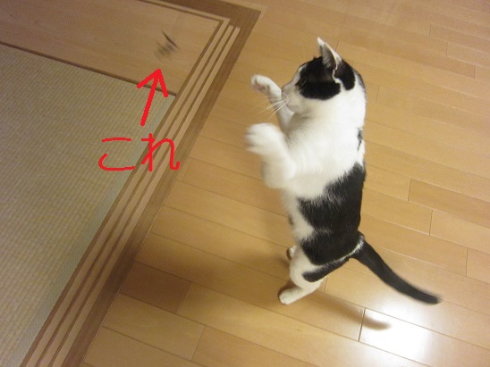 まぁたん