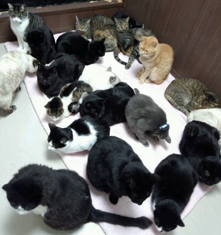 猫部屋