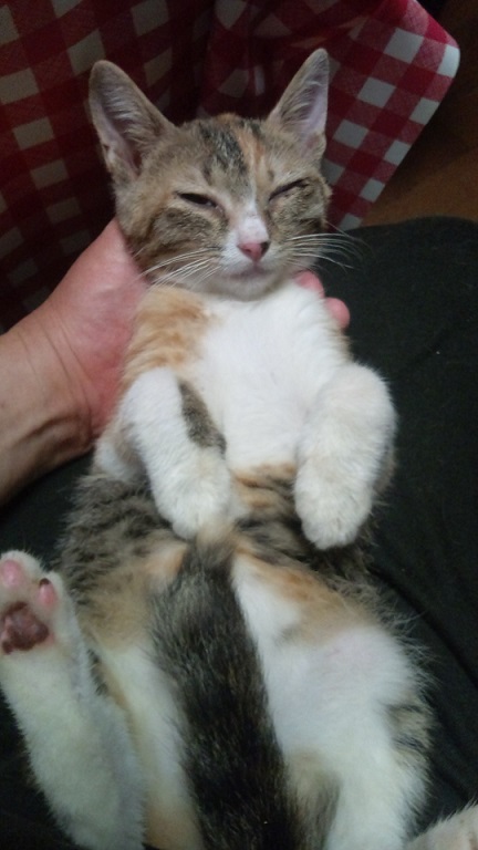 ミミちゃん