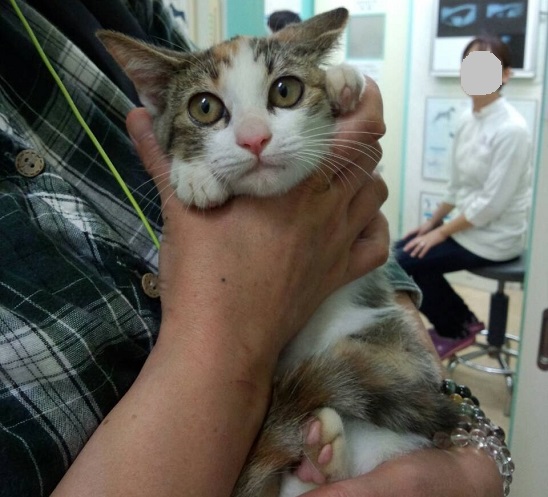 三毛
