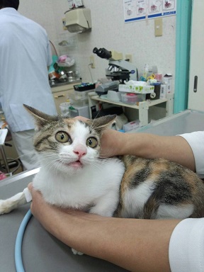 三毛