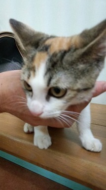 三毛