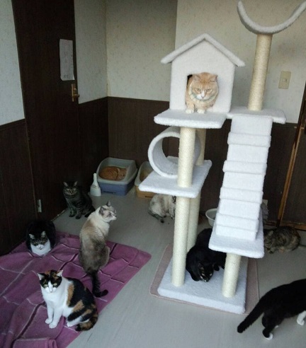 猫部屋