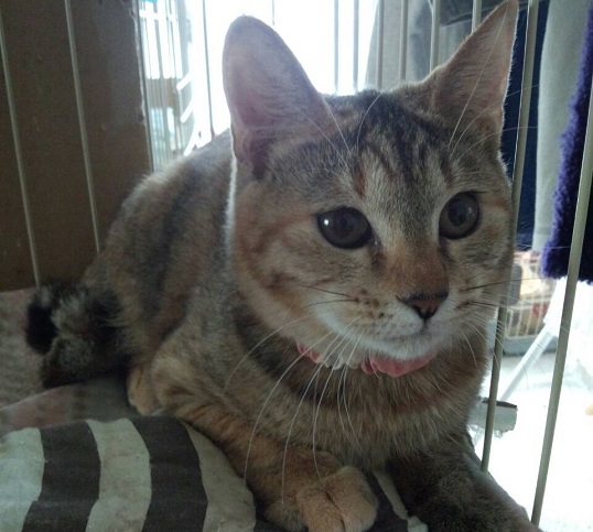 ラブ
