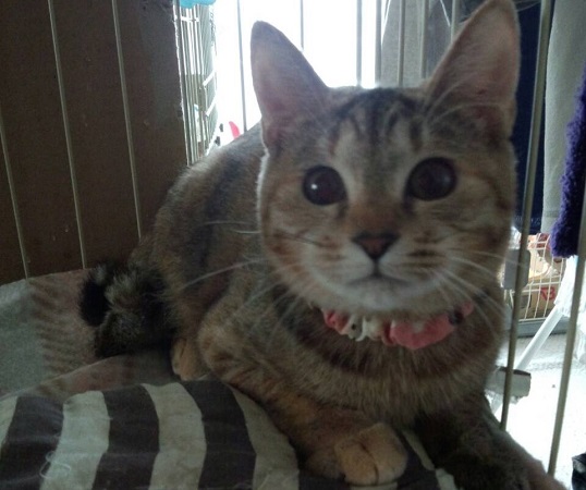 ラブ