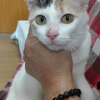 みーこ