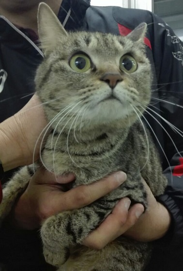 ももこ