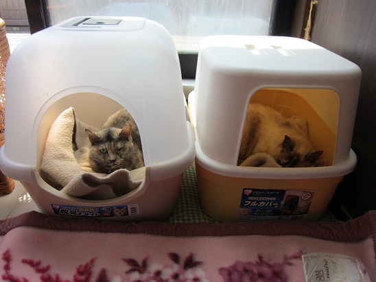 ベッド