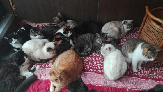 猫部屋