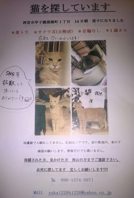 ちらし