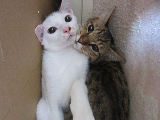 ねこ