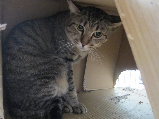 ねこ