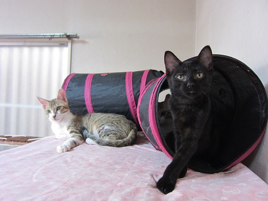 ねこ