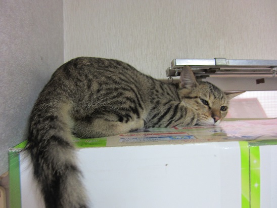 ねこ