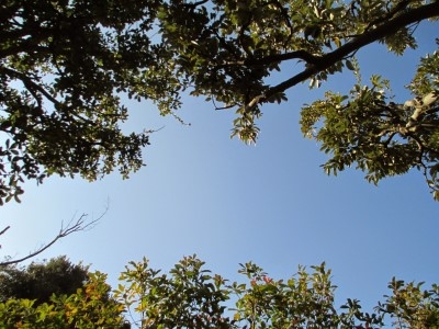 ハンモックからの青空