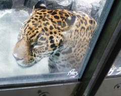 zoo19