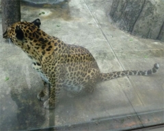 zoo20