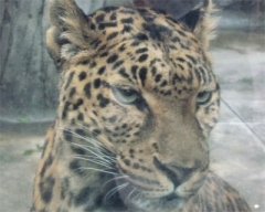 zoo21