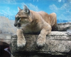 zoo22