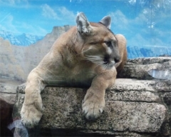 zoo23