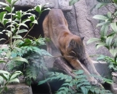 zoo26