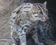 zoo27