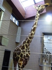 zoo29