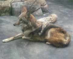 zoo31