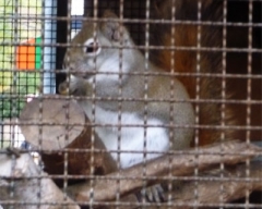 zoo33