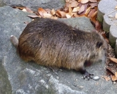 zoo34