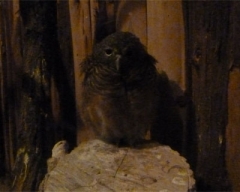 zoo35