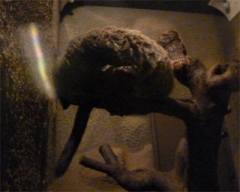 zoo36