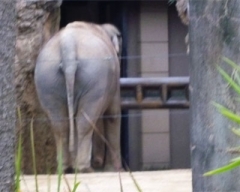 zoo39
