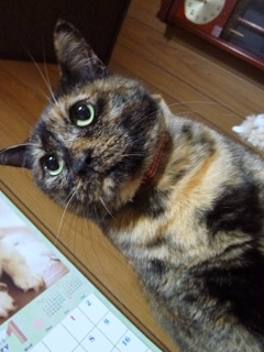 ikura3