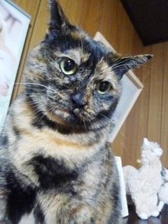 ikura4