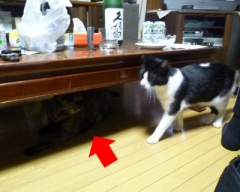 ikura7